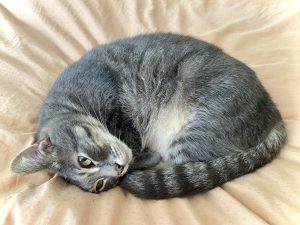 Gray cat curled up in a circle with eyes open.