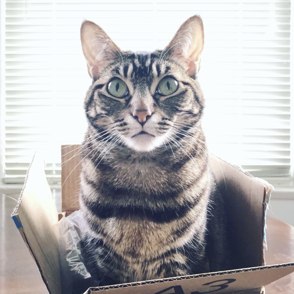 Brown tabby cat sitting innocently in a small cardboard shipping box, looking straight at camera. Bright light coming through shades in background