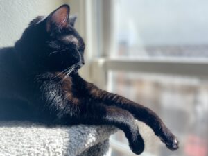 Black cat relaxing in the sun with front legs extended over the edge of a carpeted cat tree next to a window. 