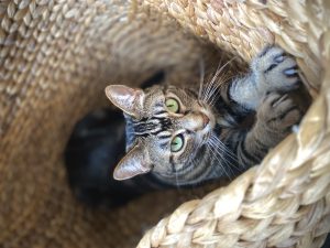 Brown tabby cat with green eyes in a woven basket, looking straight at camera, with front paws stretched up toward the opening 