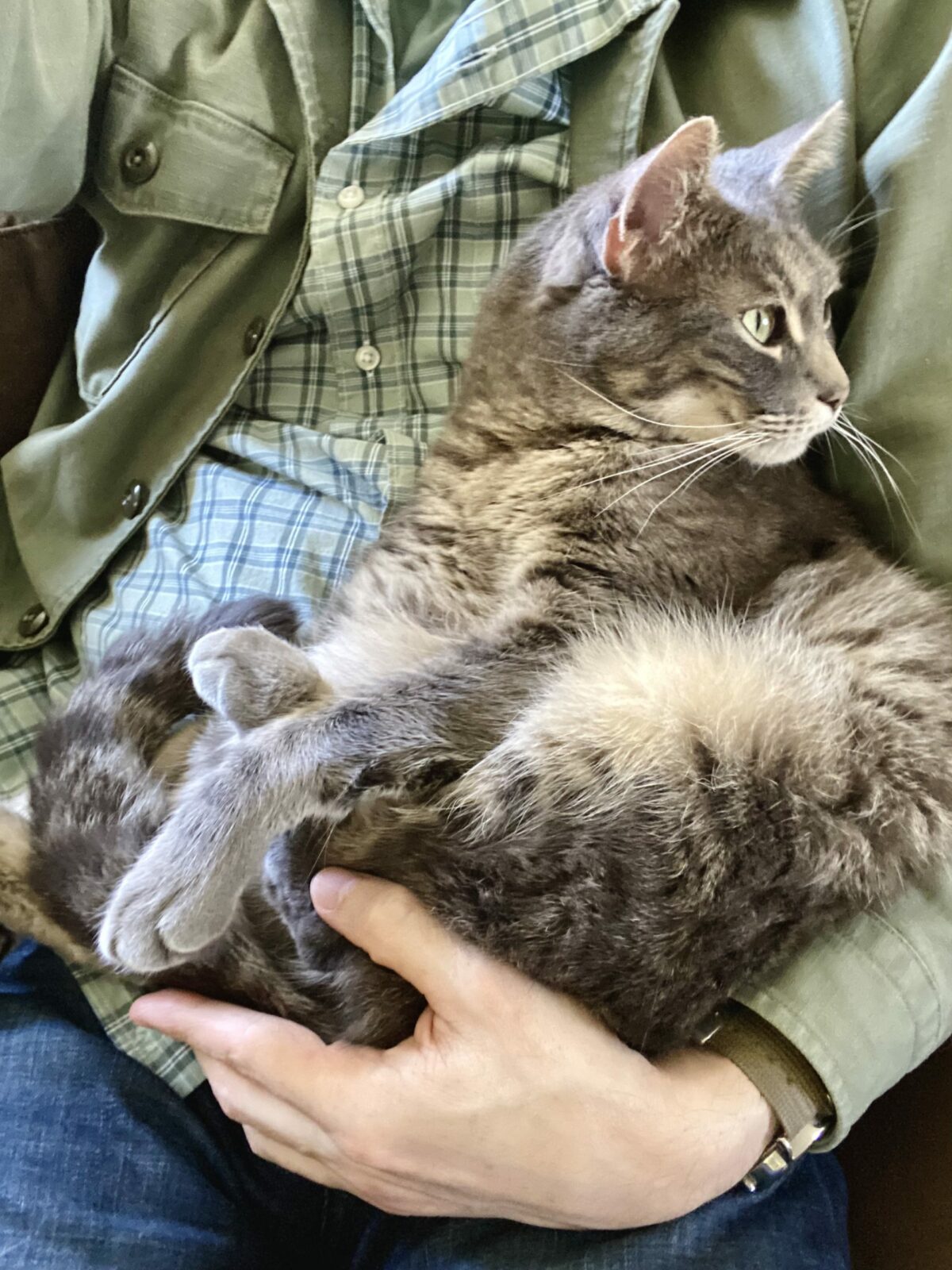 Relaxed gray and cream colored tabby cat cupped in upright position in person's hand against their body