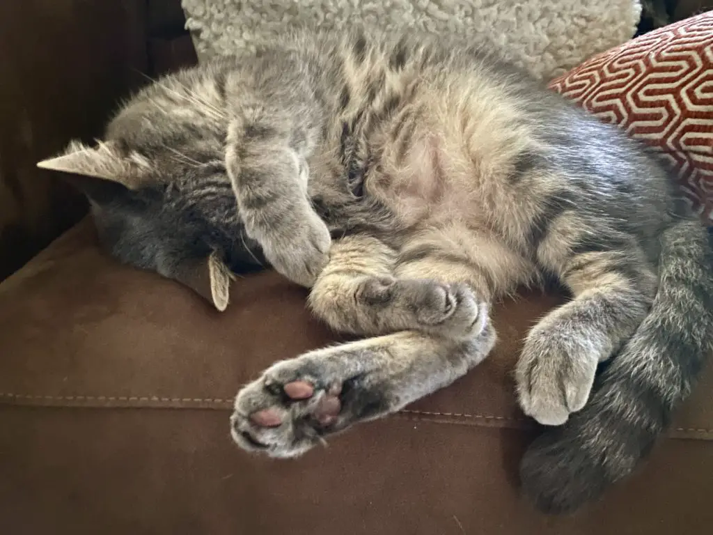 Gray and white tabby cat sleeping on sofa with paw covering his eyes.