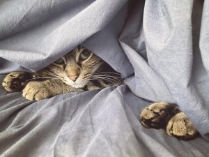 Brown tabby cat peeking out from under a grey blanket, with only her face and four paws showing.