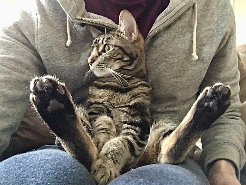 Close-up of brown tabby cat sitting upright on a person's lap with all four paws extending toward camera.