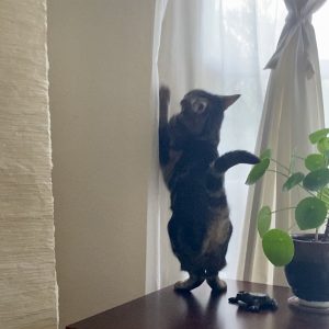 Cat standing on back paws while reaching up with front paws on a white window curtain.