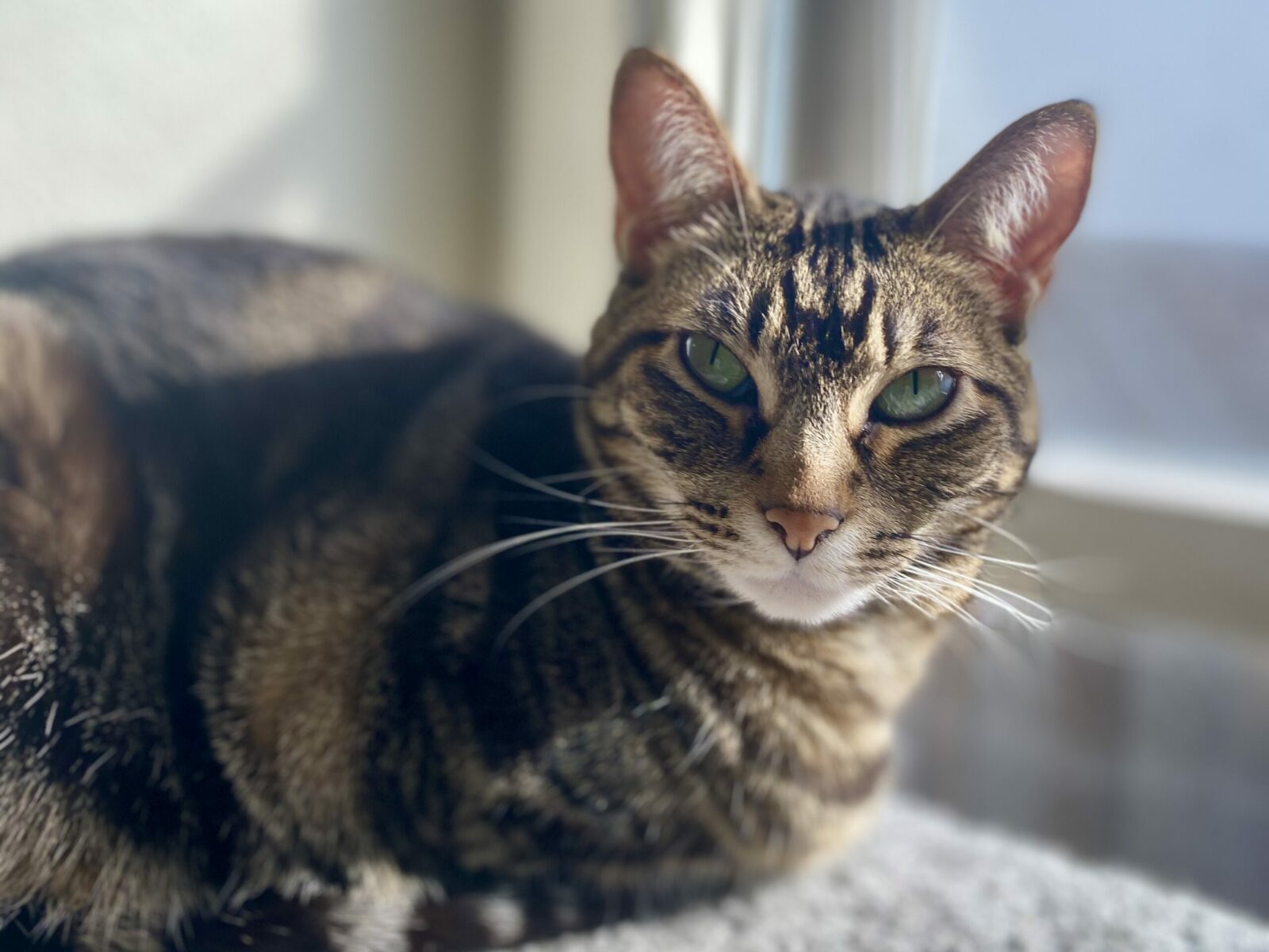 How to Choose the Right Vet for Your Cat VerveCat