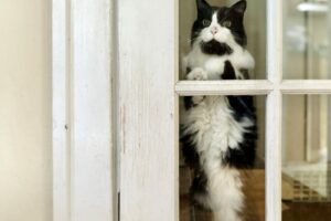 Black and white cat standing on hind feet with front paws on glass panel of closed door. Asking to be let out