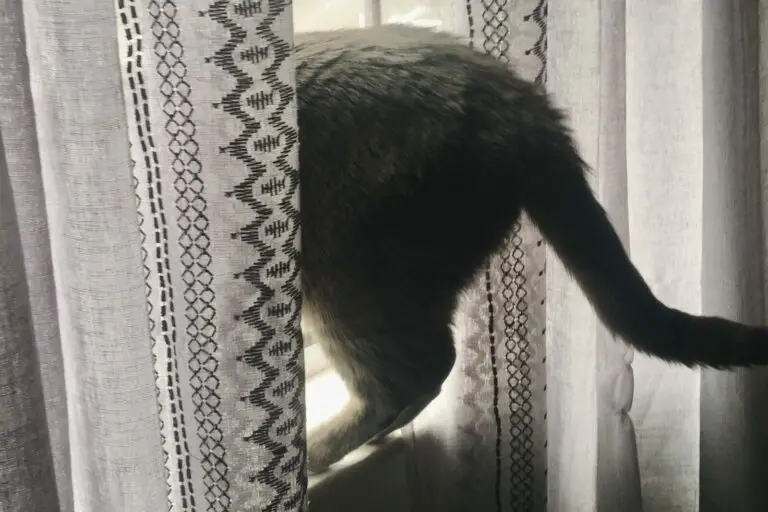 Cat in between curtains in an open window with only its rear end sticking into the room