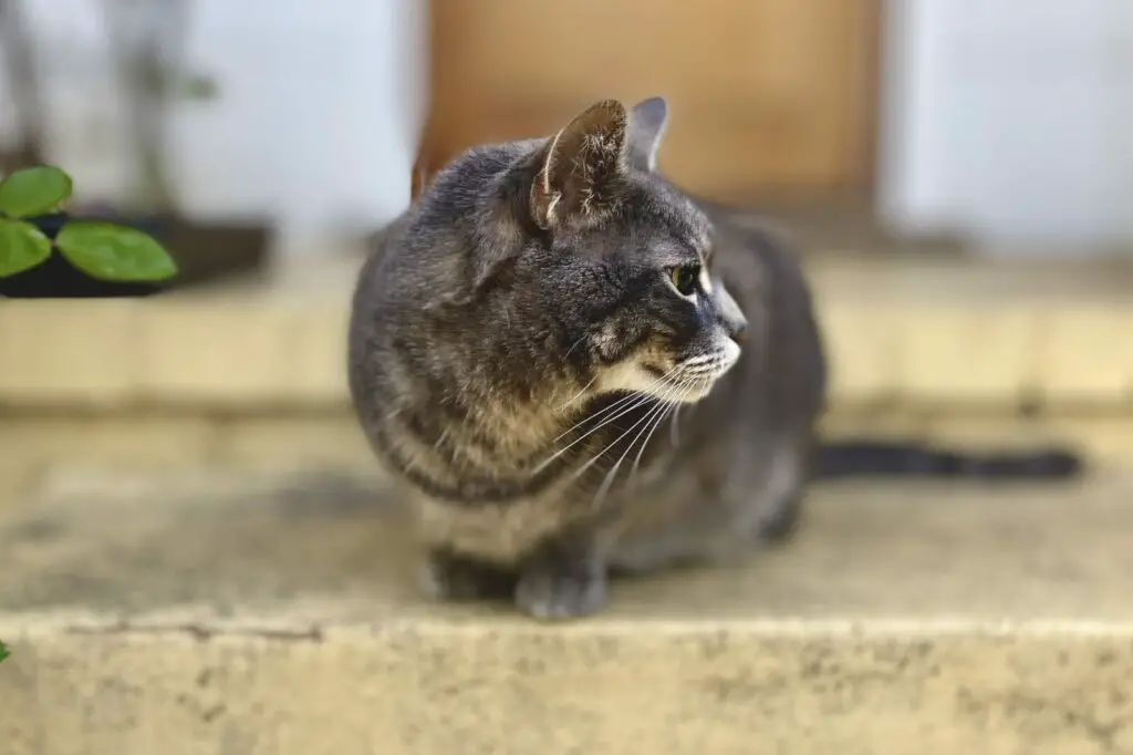 Gray cat crouching on the top step of a porch, gazing to his left