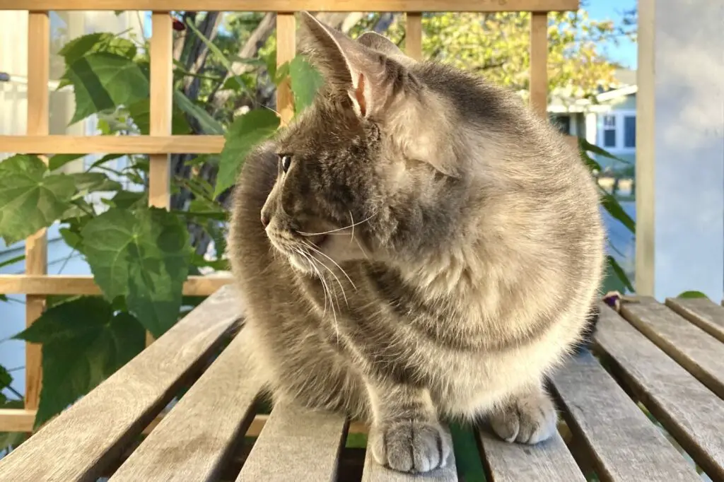 Gray cat crouched on an outdoor table on a semi-enclosed porch