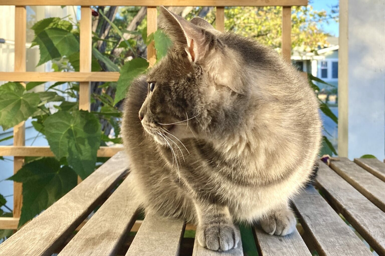 Should You Let Your Cat Go Outside? Guide to Pros and Cons VerveCat