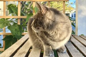 Gray cat on table in outdoor enclosure