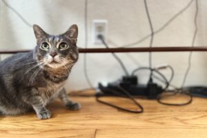 Grey tabby cat sitting on the floor in front of a mess of electrical cords hanging down from a desk