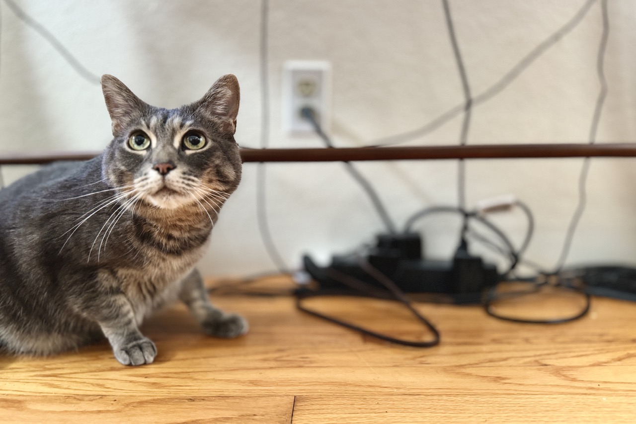 You Need to CatProof Your Electrical Cords Here’s How VerveCat