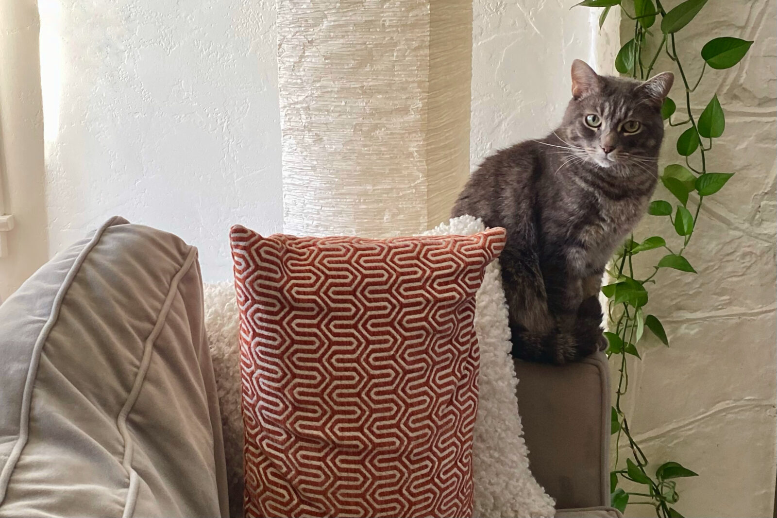 Gray cat sitting on the arm of a gray sofa with an orange pillow, looking over his right shoulder at the camera