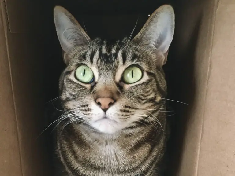 Brown tabby cat with green eyes, looking out calmly from inside a dark cardboard box tipped on its side