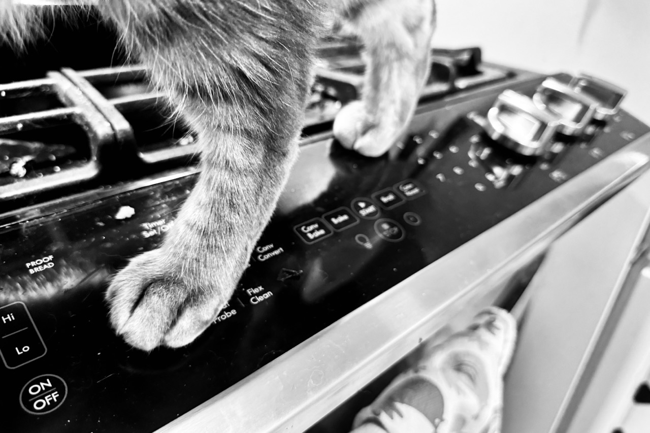 Close up of stovetop control panel and knobs, with a cat's two hind feet