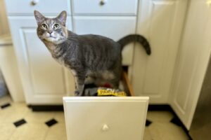 Gray tabby cat exiting a kitchen drawer with very innocent look on face