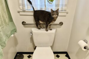Gray tabby cat standing on top of a toilet with the lid closed, looking toward camera