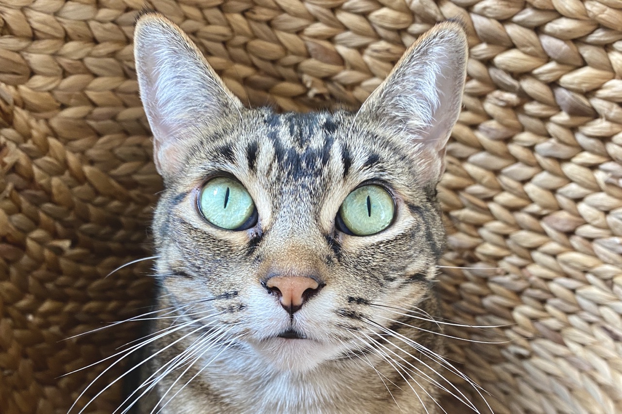 Brown tabby cat with bright green eyes, close-up looking straight at camera, woven basket background