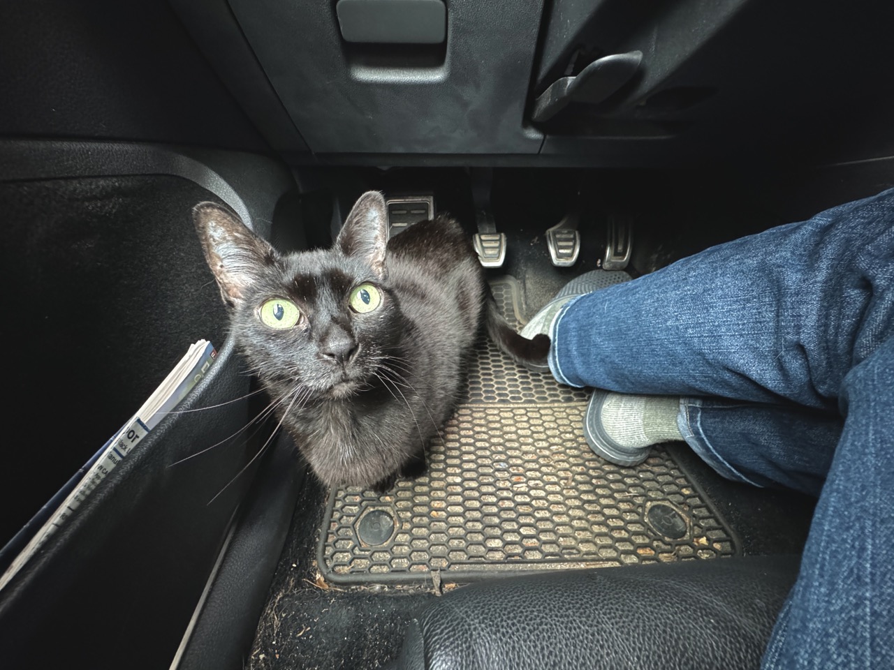Black cat standing in car footwell of driver's seat, gas and break pedals in background