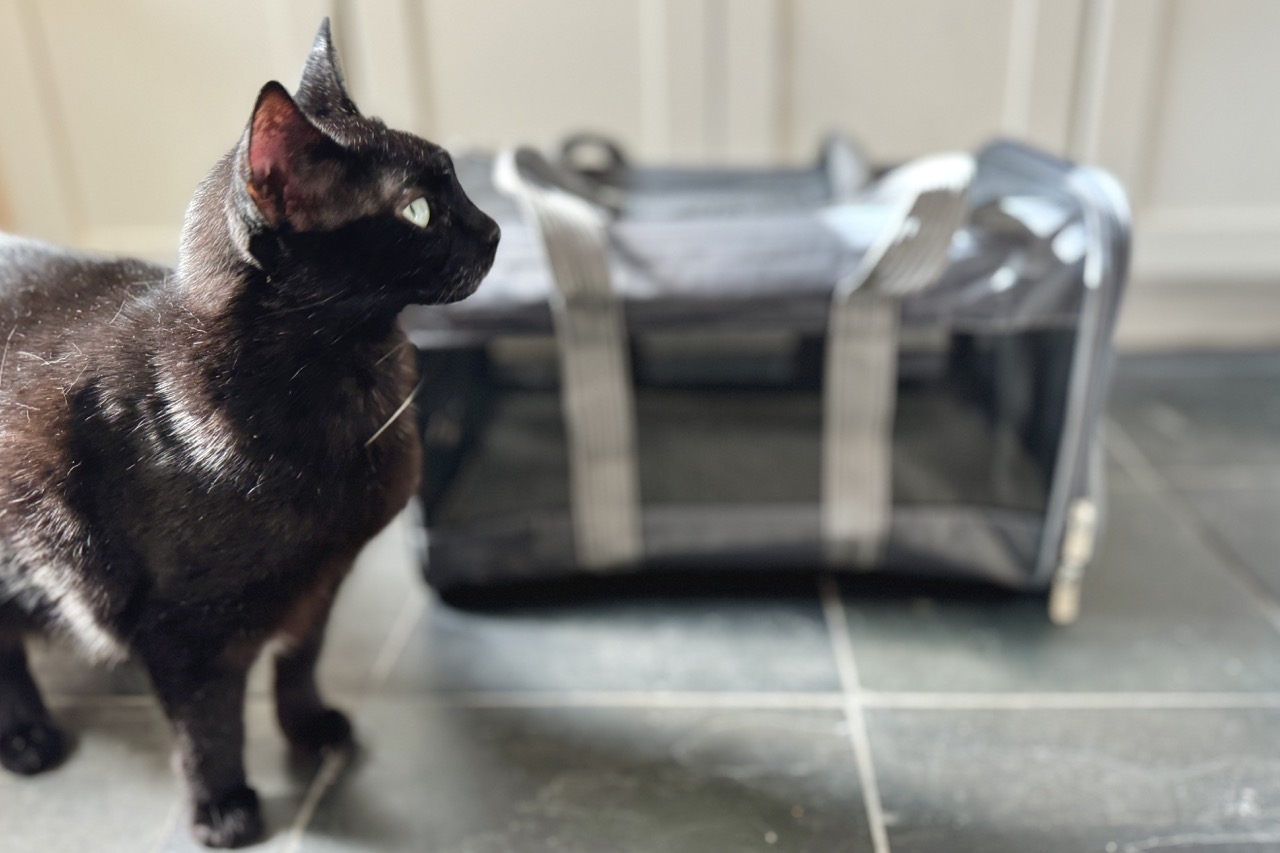 Black cat standing in front of cat carrier