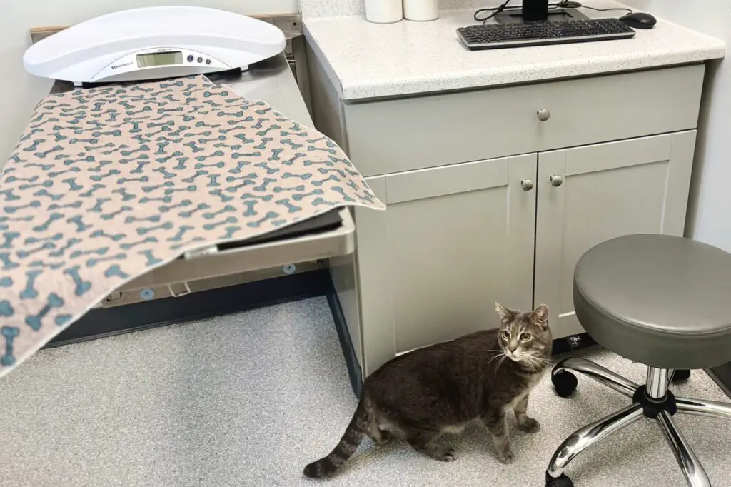 Gray tabby cat on floor of exam room at vet's office, cautiously exploring, slightly lowered haunches