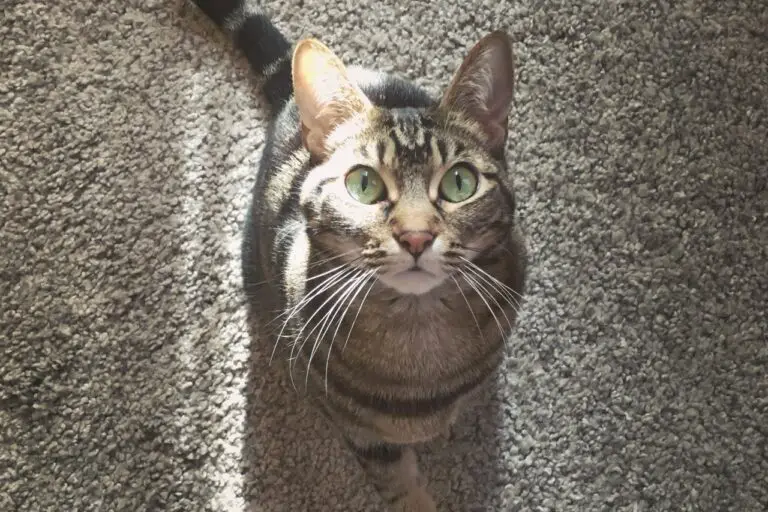 Brown tabby cat sitting alertly on floor, looking straight up at camera attentively