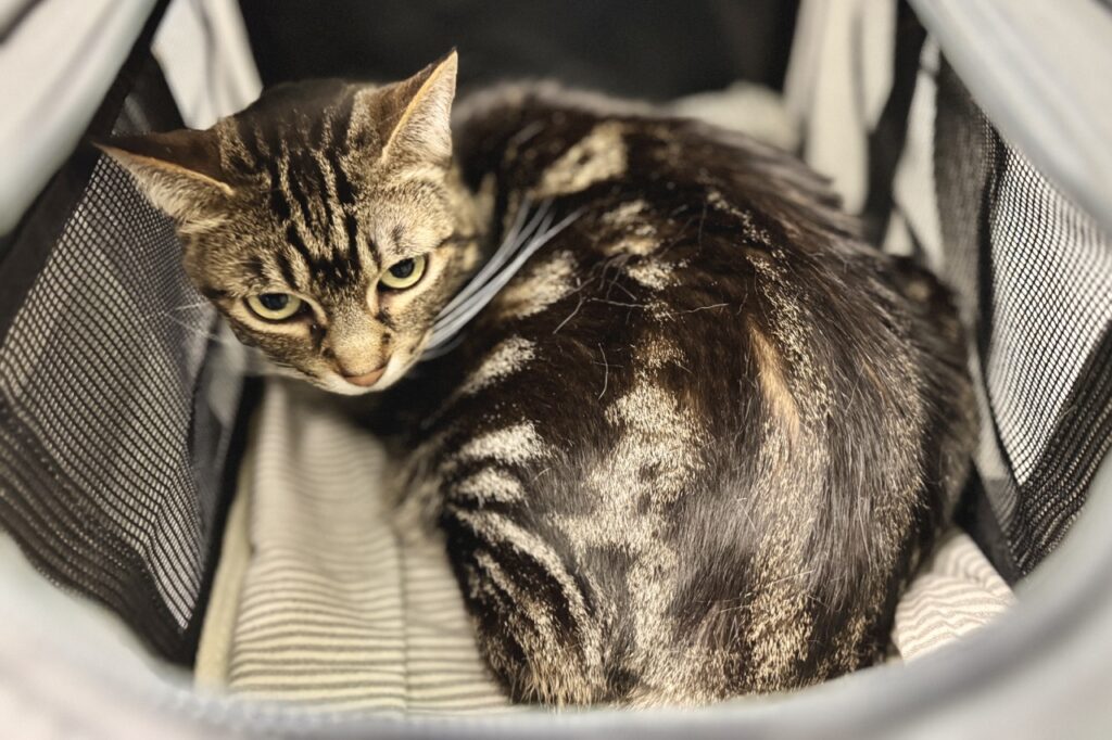 brown tabby cat in pet carrier, showing signs of stress