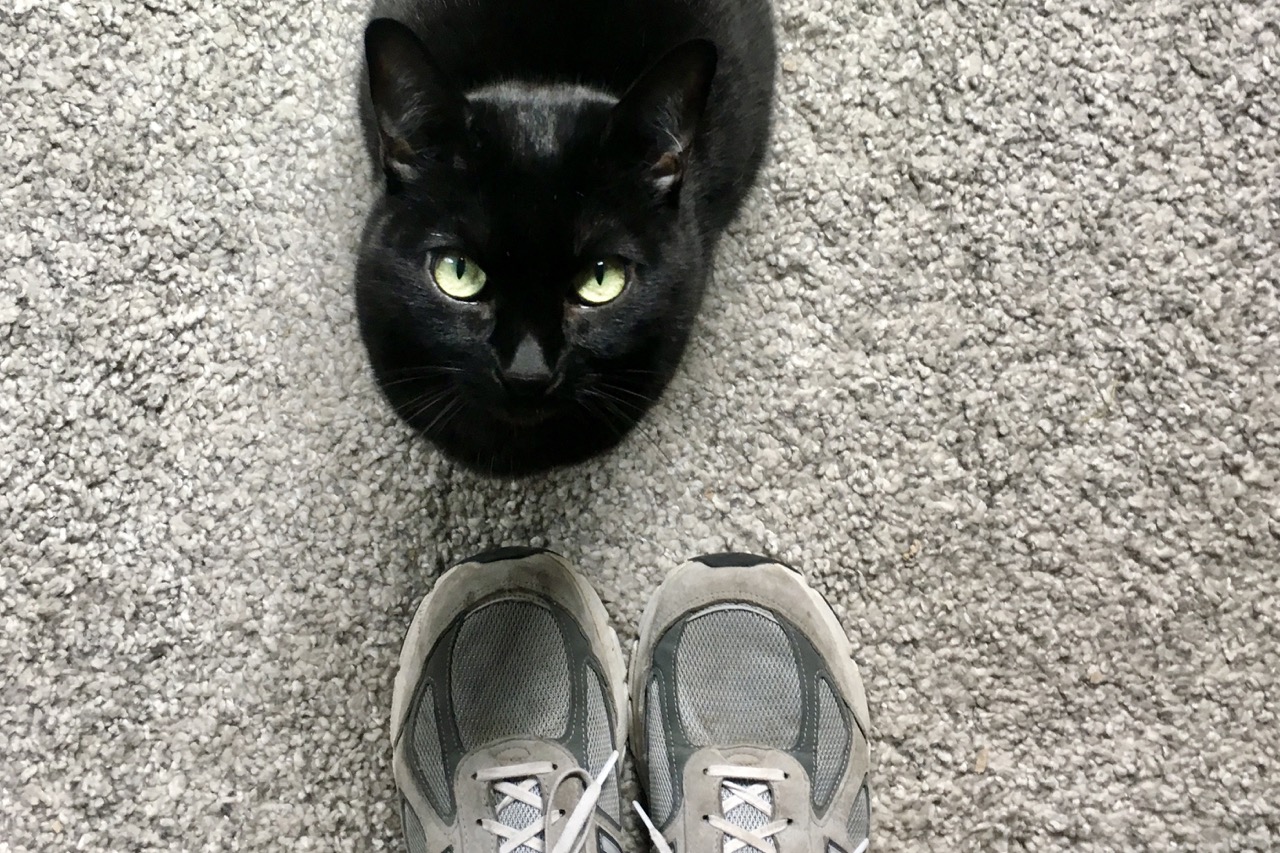 Top-down view of black cat sitting in front of two shoes, looking straight up at camera