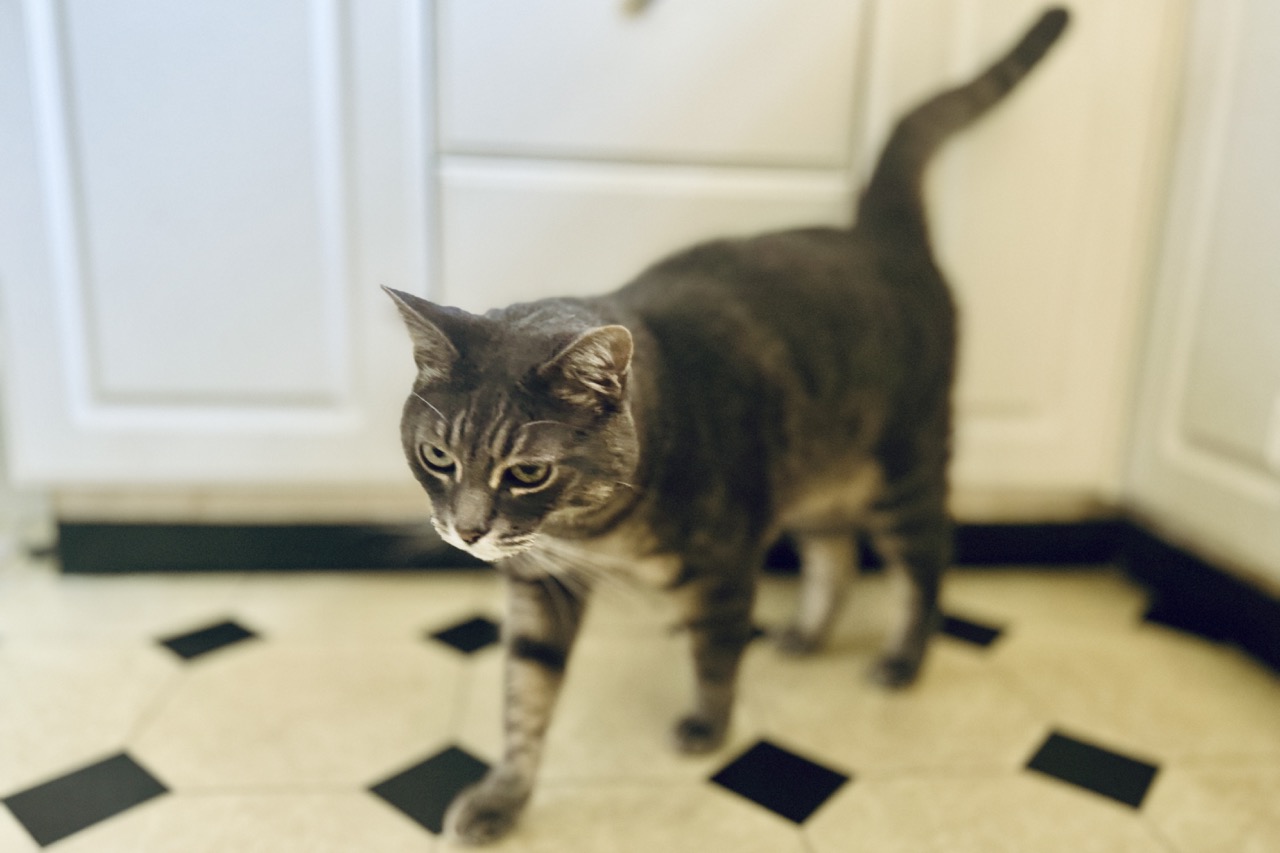 Gray cat standing in front of white cabinet with tail pointing up