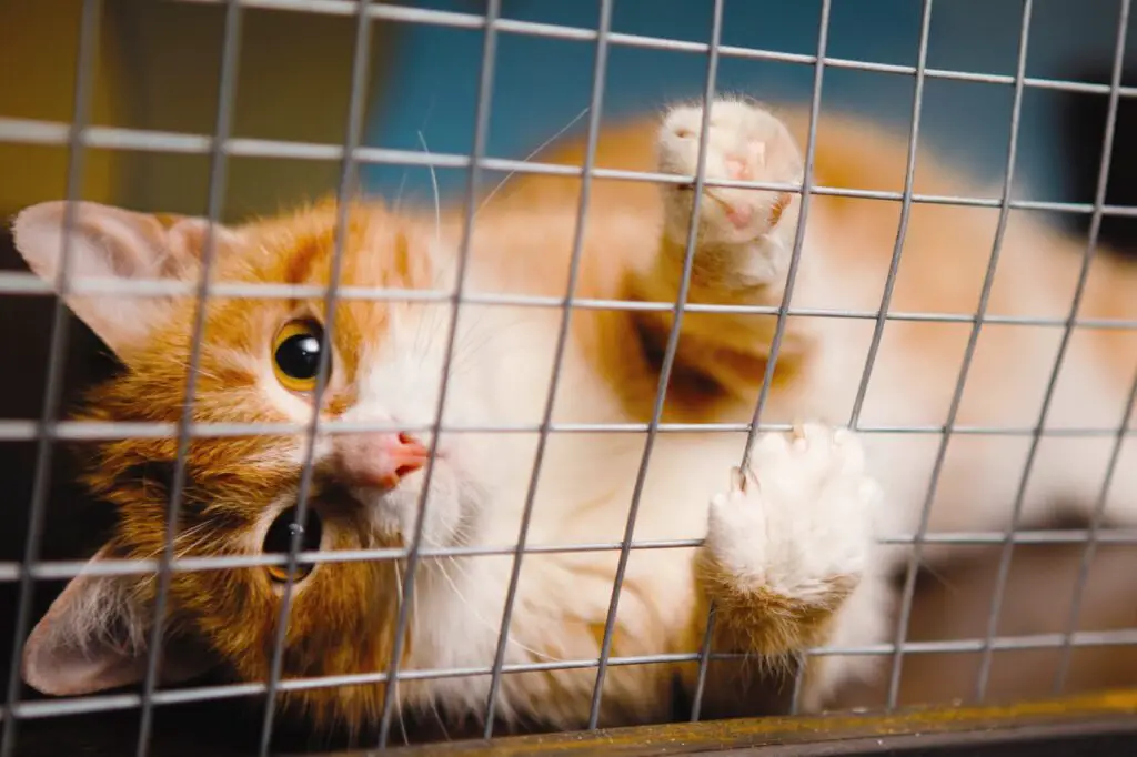 Orange cat laying on its side, looking out at the camera through a wire grid cage.