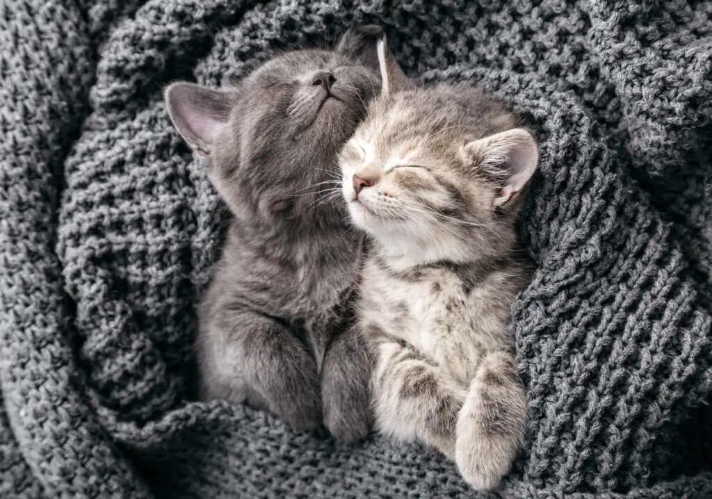 Two gray kittens snuggling on their backs, wrapped in gray blanket