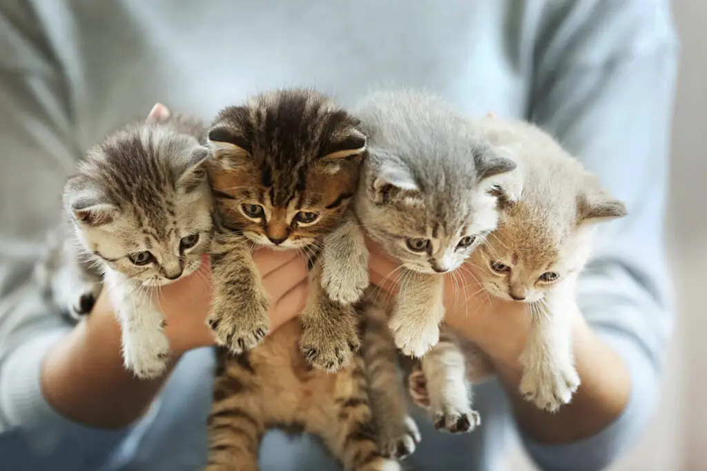 Close-up of four tabby kittens being held in a person's hands held out from their body