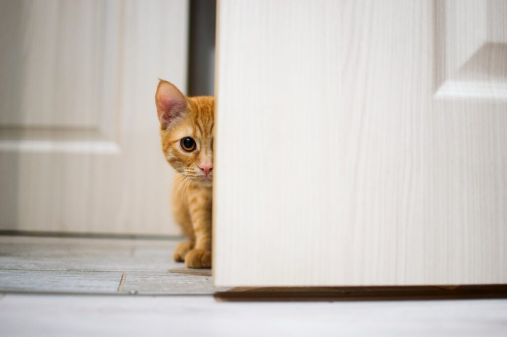 Orange cat peeking out from behind slightly opened door - half of its face and body showing