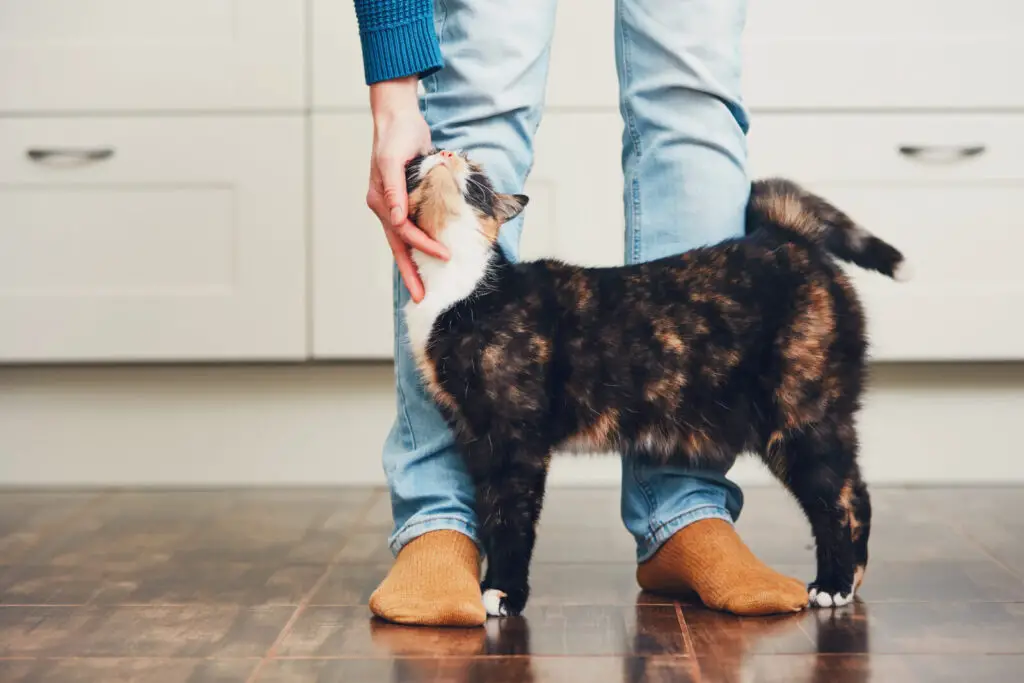 Brown calico cat with white paws standing at someone's feet, head leaning into a petting hand with head tilted up