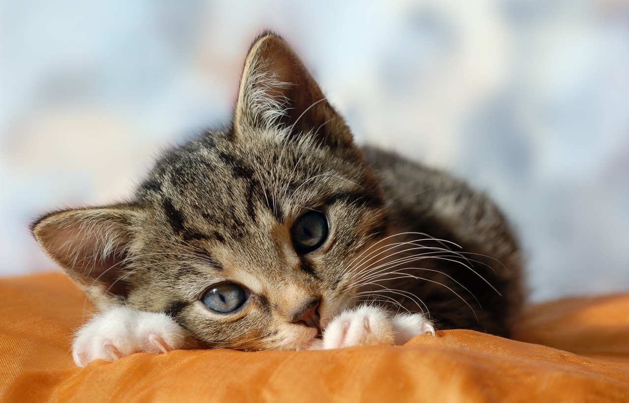 Brown tabby kitten with white paws laying down and looking straight at camera