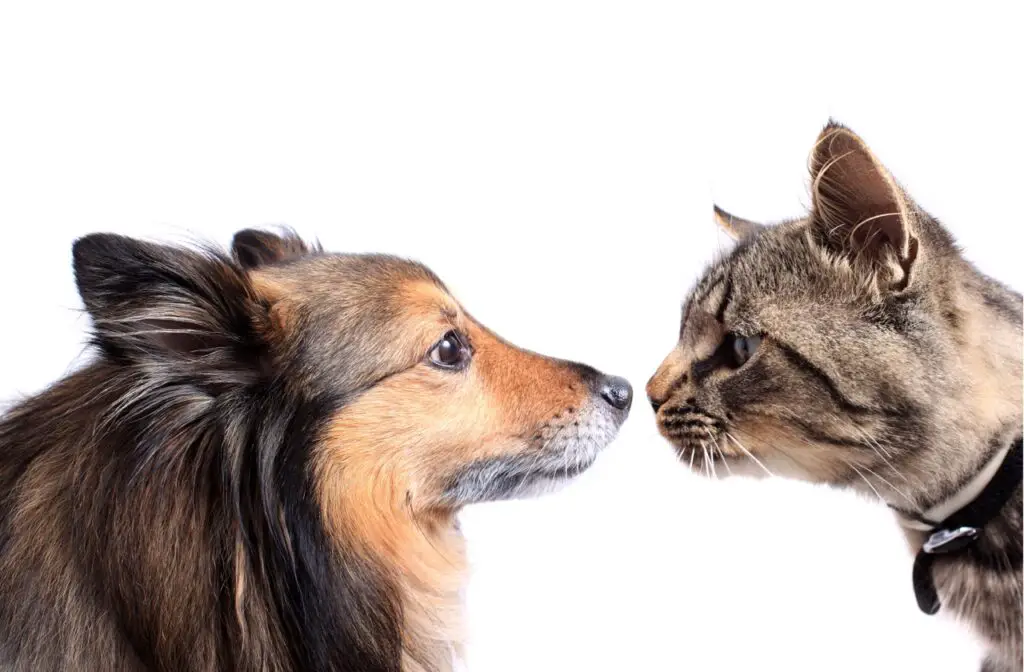 Side-view of a dog and cat tentatively sniffing each others' noses, with a white background