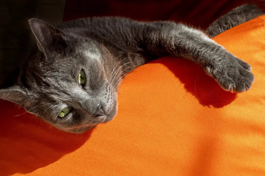 Close up of gray cat with green eyes laying on its side on an orange pillow, looking toward camera with relaxed eyes