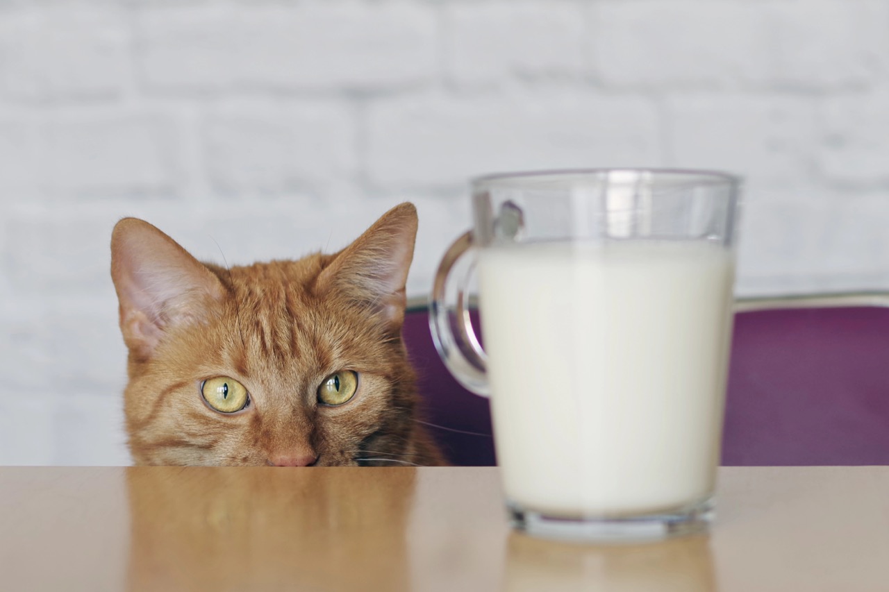 Orange cat looking curiously at a glass of milk on a table