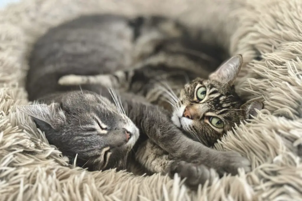 Brown tabby and gray tabby cat snuggling against each other in a cat bed, one with eyes closed and one looking at camera (Phoebe and Gandalf)