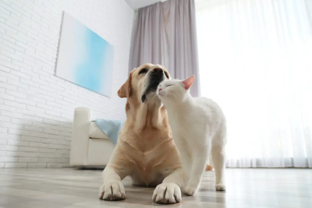 White cat affectionately head bunting a golden lab's chin in a sunwashed living room on a hardwood floor